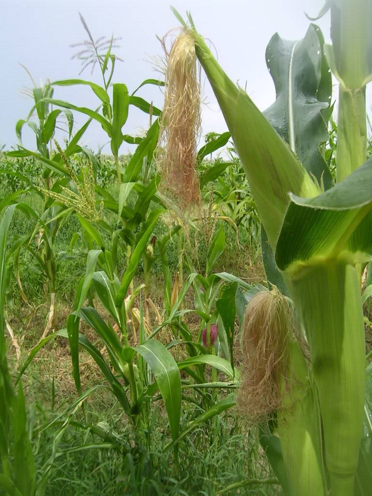KOHTRONGNGO.jpg