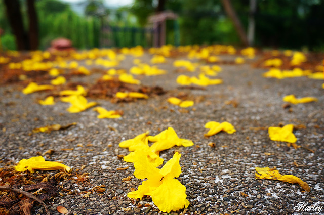 16715004869_1a4607f863_z.jpg