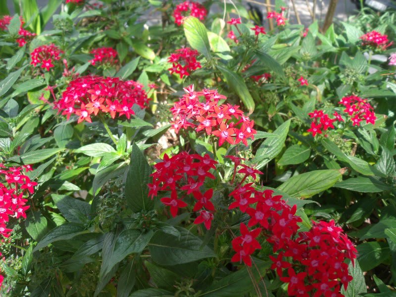 DSCF3527.jpg