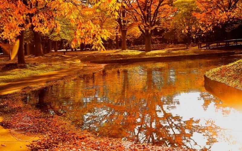 Công viên Yoyogi điểm đến lý tưởng ngắm lá mùa thu ở Tokyo