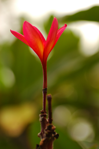 Kaui01.jpg
