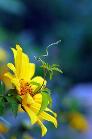 DSC_2455_Daquy_resize.jpg