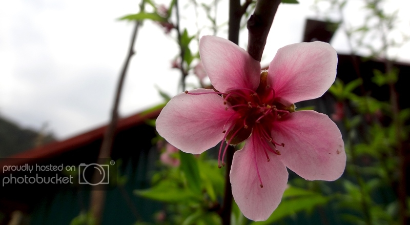 DSC08945_zpse4b0eedb.jpg