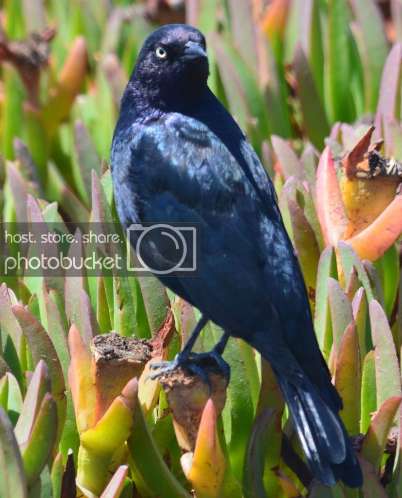 bird.jpg