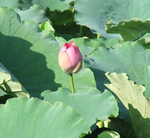 aDSCF8173.jpg