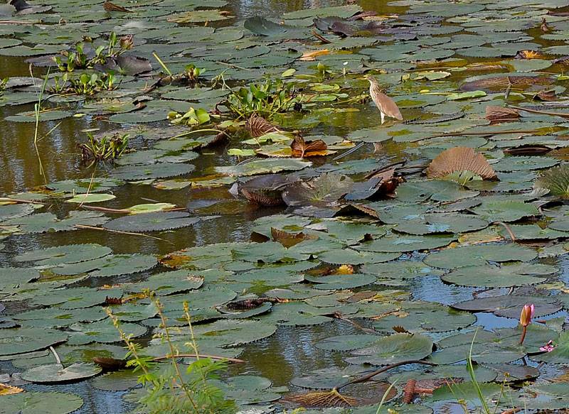 DSC_4295.jpg