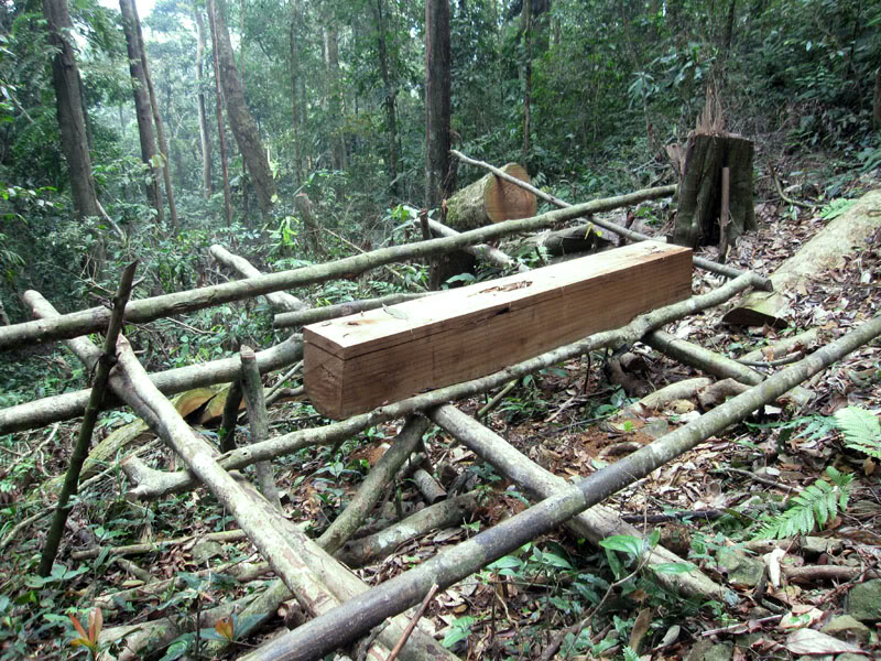 Xuanson2009268.jpg