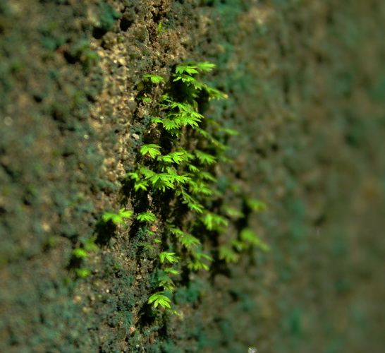 4157742226_f5eb8775aa_o.jpg