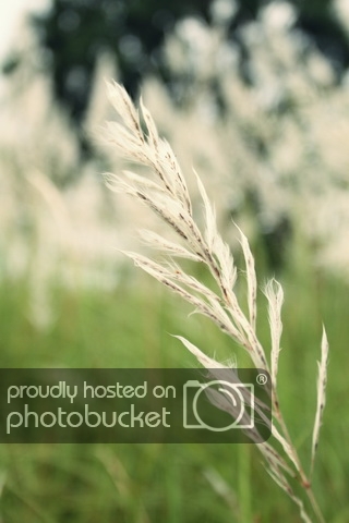 IMG_0105-1_resize_zpsb3d0defc.jpg
