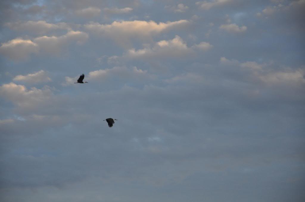 DSC_0130_zpsa03df17d.jpg