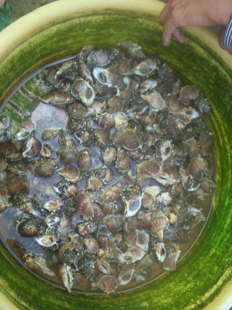 DSCN5348_zps31590588.jpg