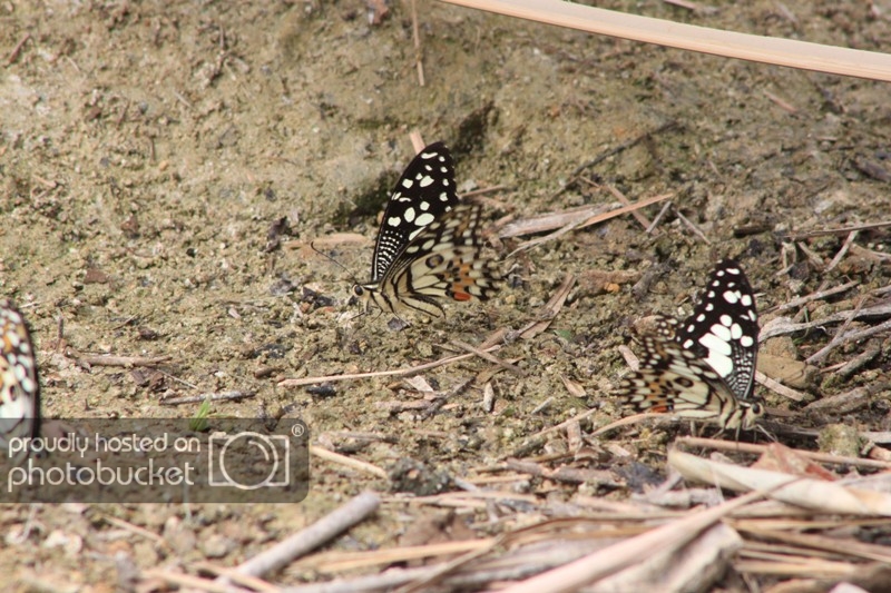 IMG_3785_zps059b28df.jpg