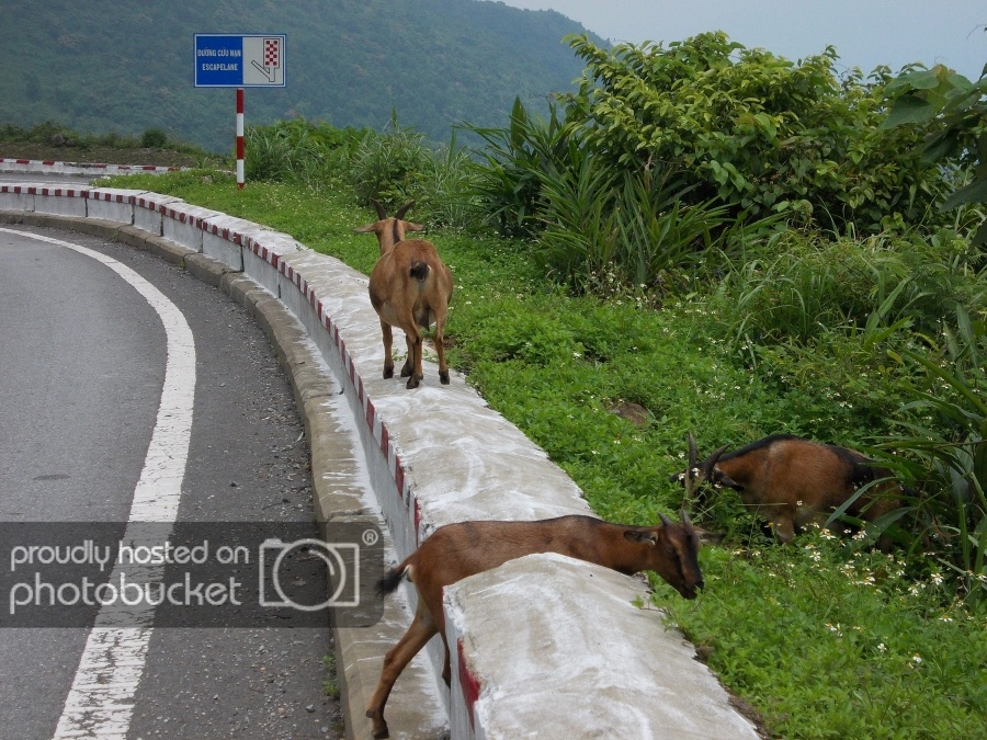 haivan_pass64_zps58824b72.jpg