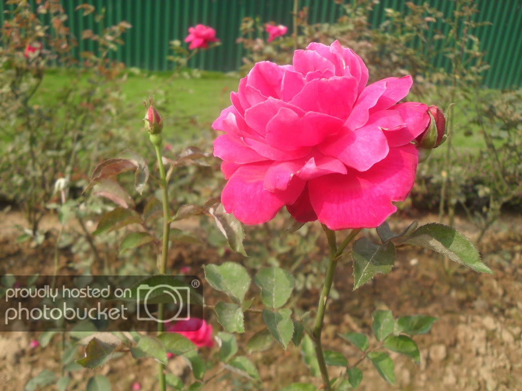 SDC13536.jpg