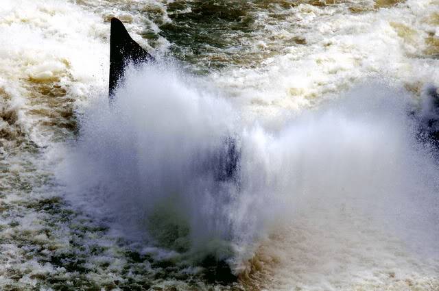 DSC_2461_resize.jpg