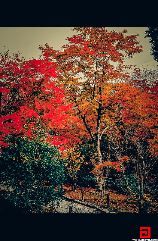 20129947554_8ea770f2f4_c.jpg