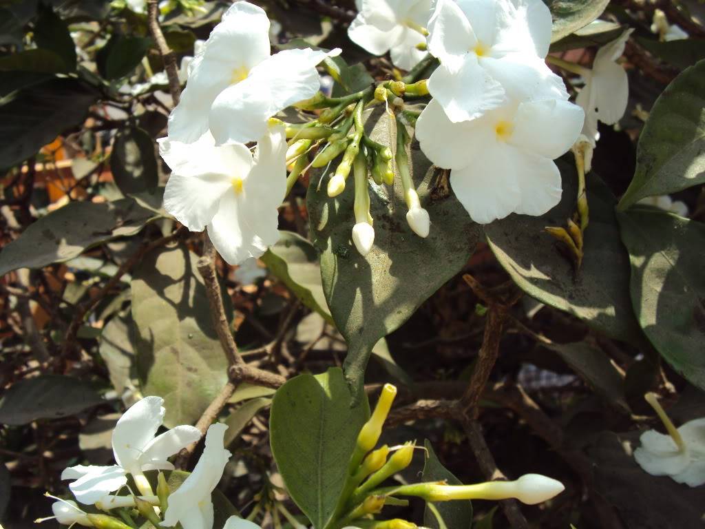 DSC05677.jpg