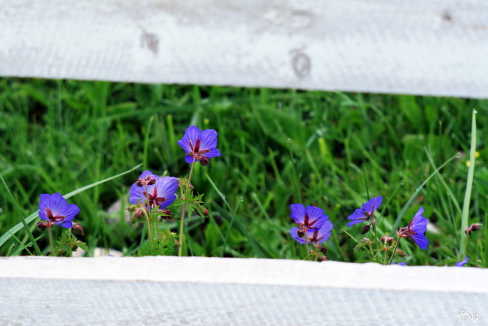 IMG_6960_zps1c6d49f6.jpg