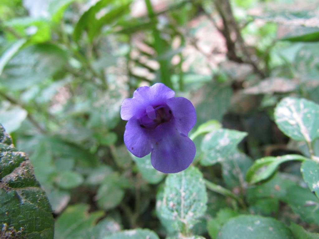 IMG_4687.jpg
