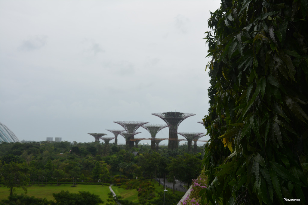 DSC_0337.jpg