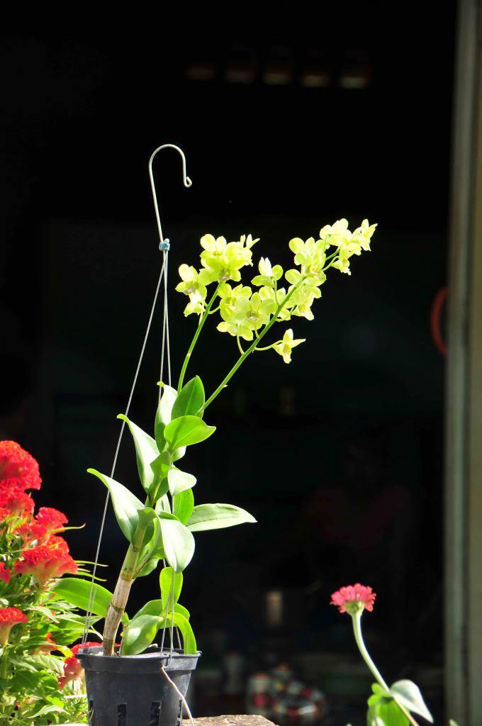 DSC_0853_zpsc2e5f4eb.jpg