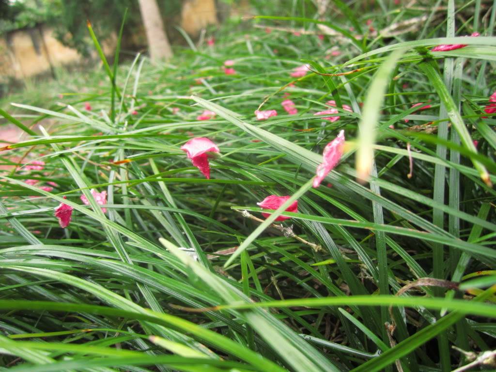 IMG_0010.jpg