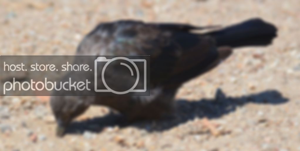 bird2.jpg