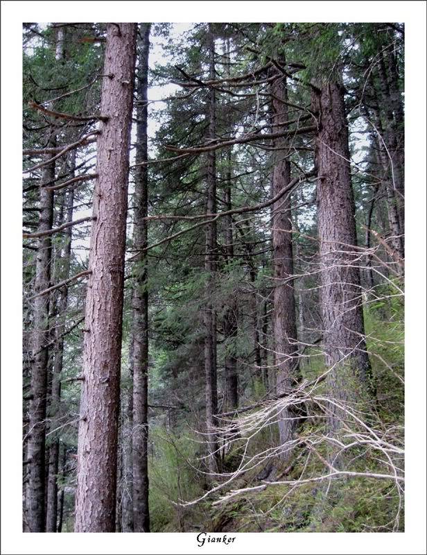 R-treeinhuanglong.jpg