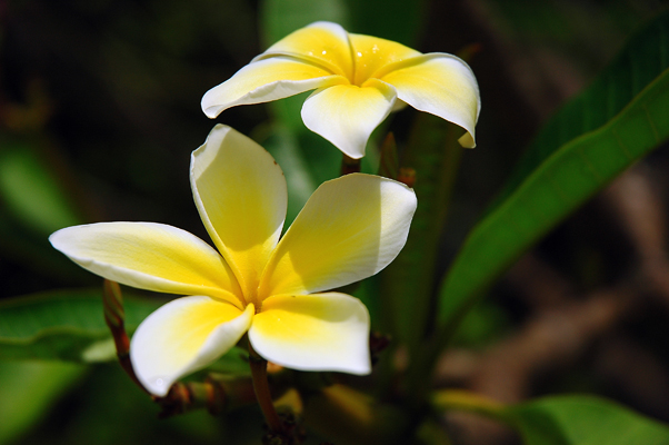 Kauai03.jpg