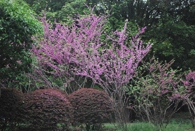 DSC_1894.JPG