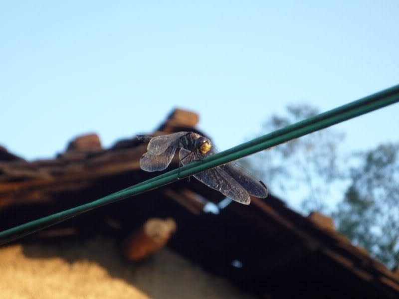 P1010995800x600.jpg