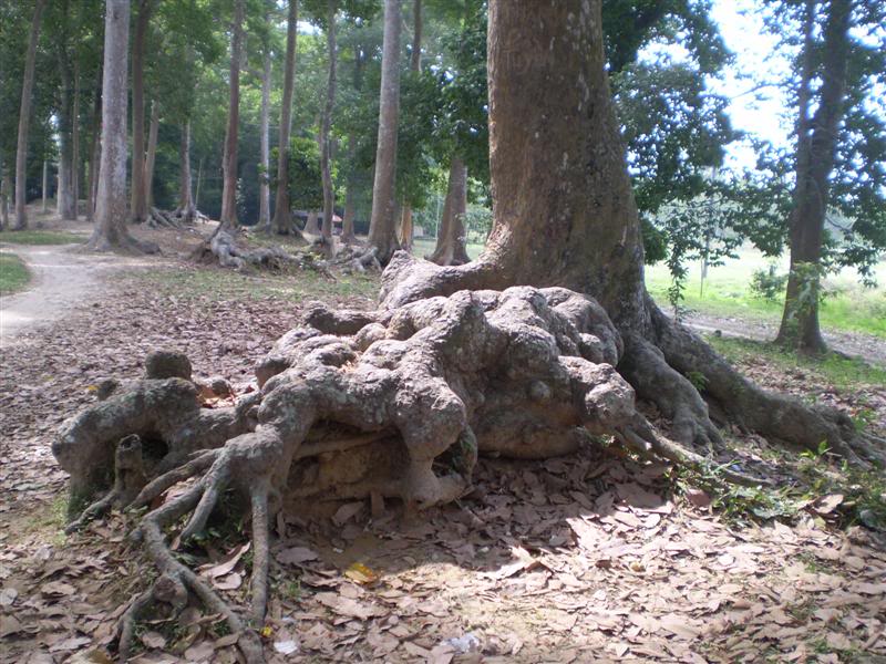 P1010509Medium.jpg