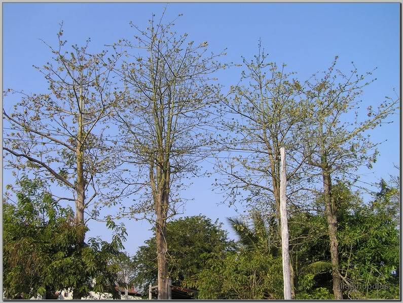Lao_2009_0207.jpg