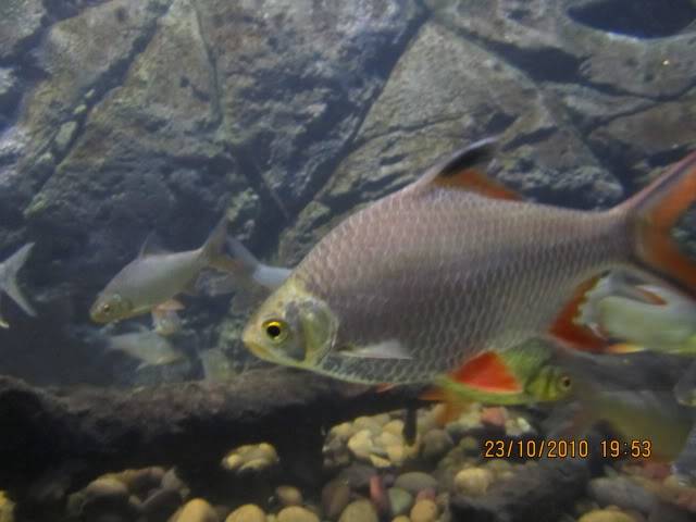 Picture096.jpg