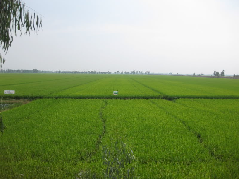 DongThapTET2011442.jpg