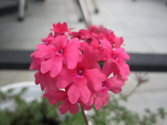 Picture032-2.jpg
