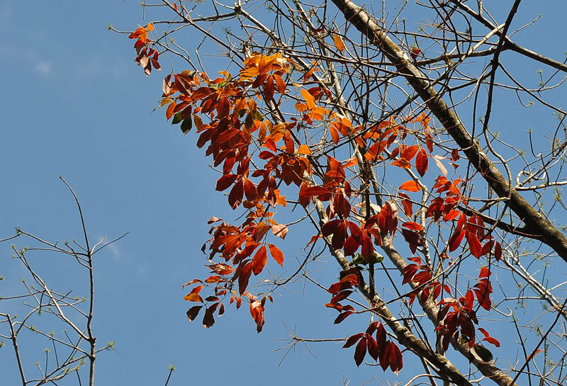 DSC_5482_zps9d5f7c65.jpg