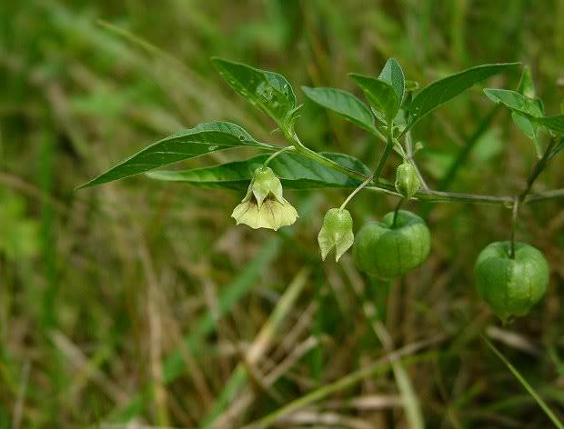 Physalis_longifolia_plant1.jpg
