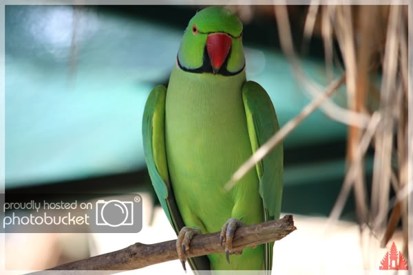 birdpark3.jpg
