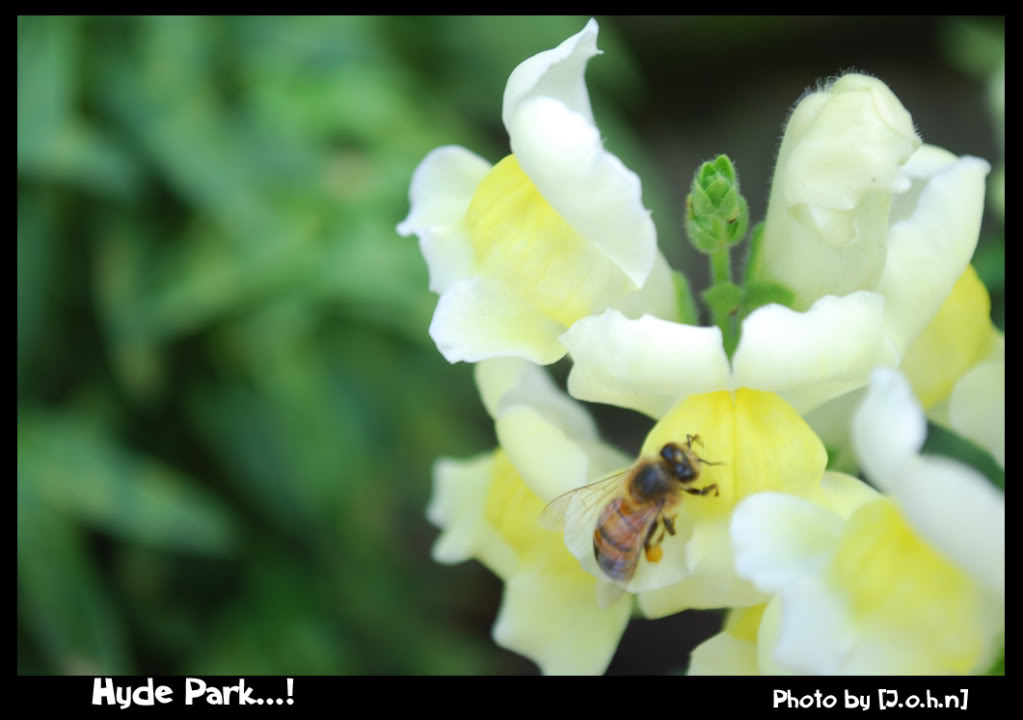 Flower4.jpg
