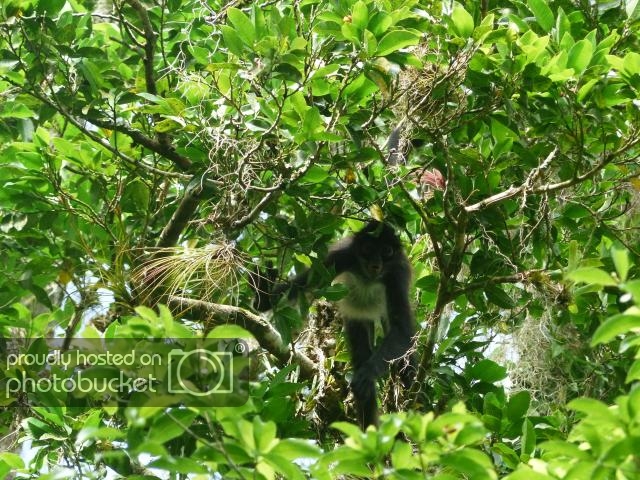 Tikal5_zpsb833afef.jpg