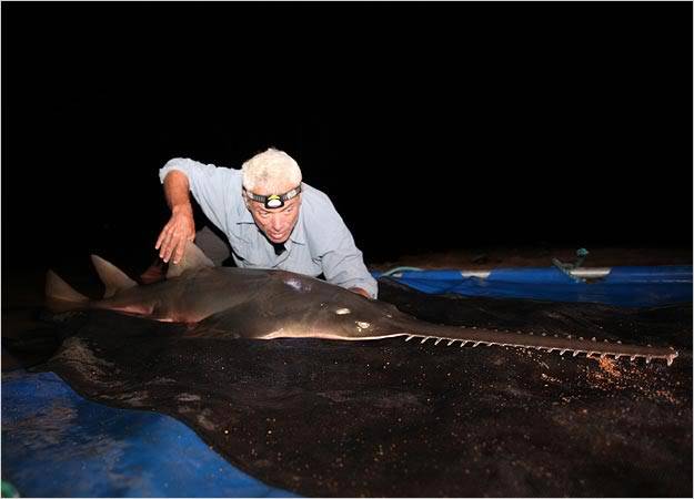 sawfish-05-625x450.jpg