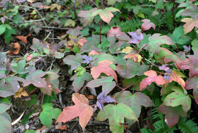 DSC_2418.JPG