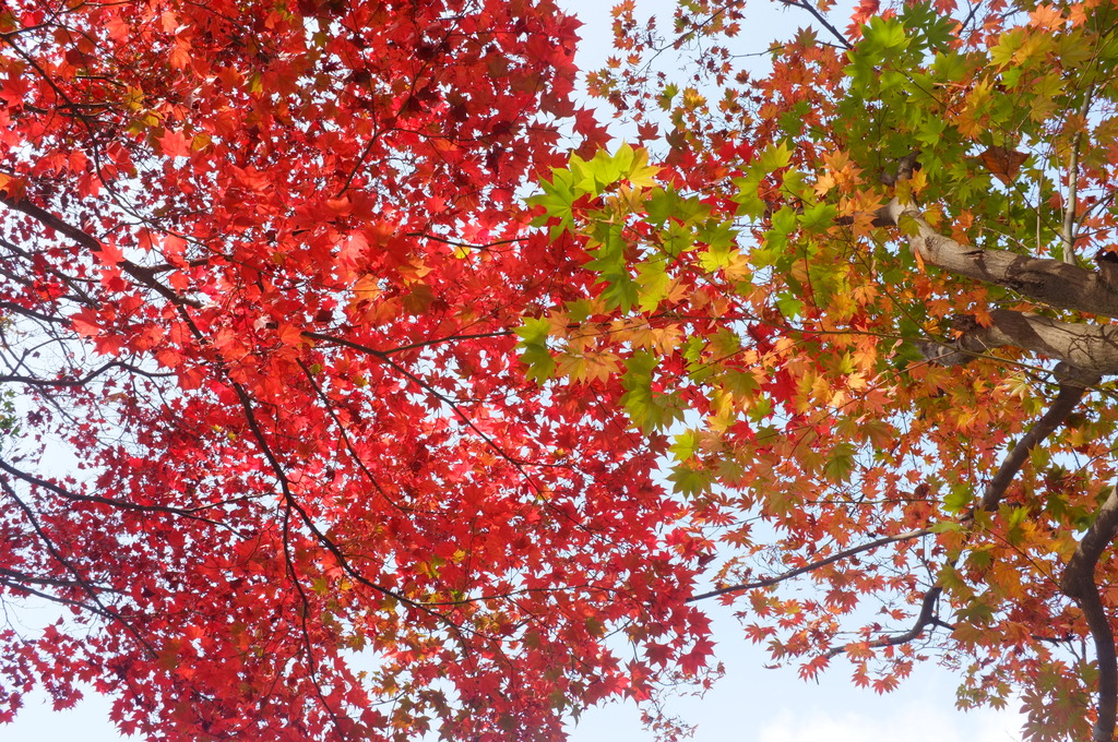 DSCF5648.jpg