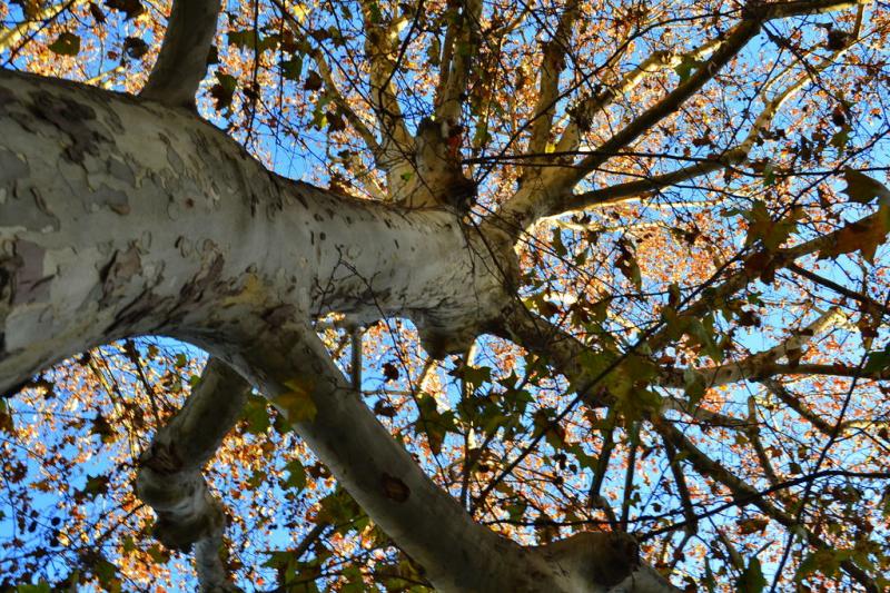 DSC_0106.jpg