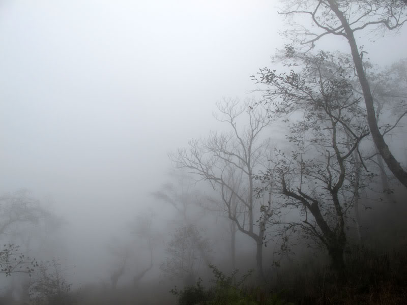 HongNgai2011567.jpg