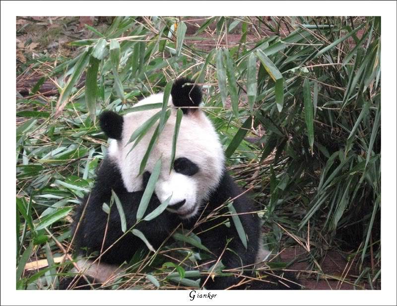 R-panda2.jpg