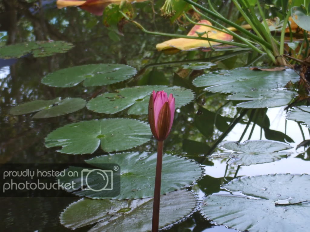 DSCF3730.jpg
