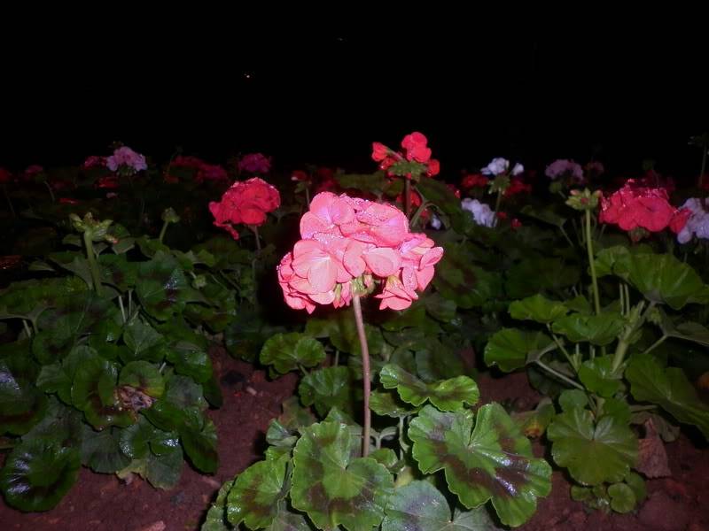P1000325-2.jpg