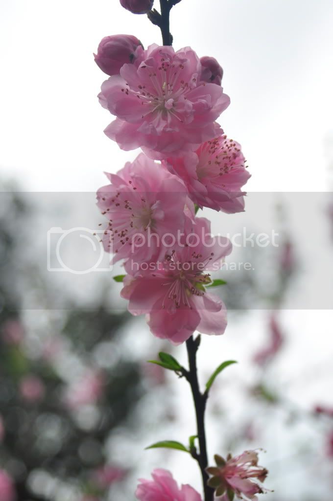 DSC_0066.jpg